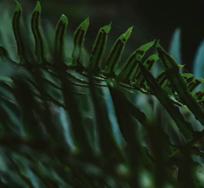 decorative image of ferns