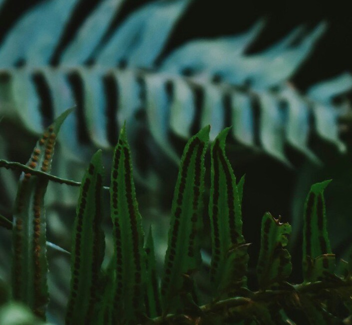 decorative image of ferns