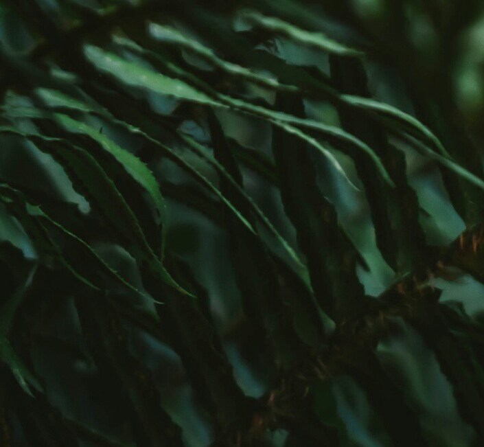 decorative image of ferns