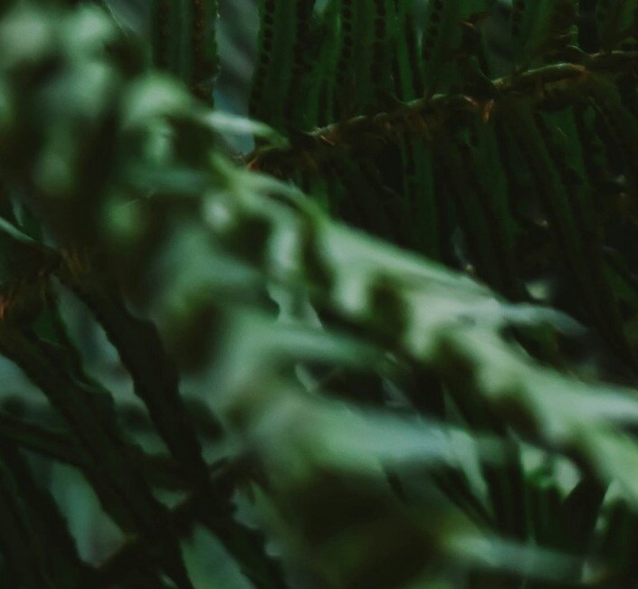 decorative image of ferns